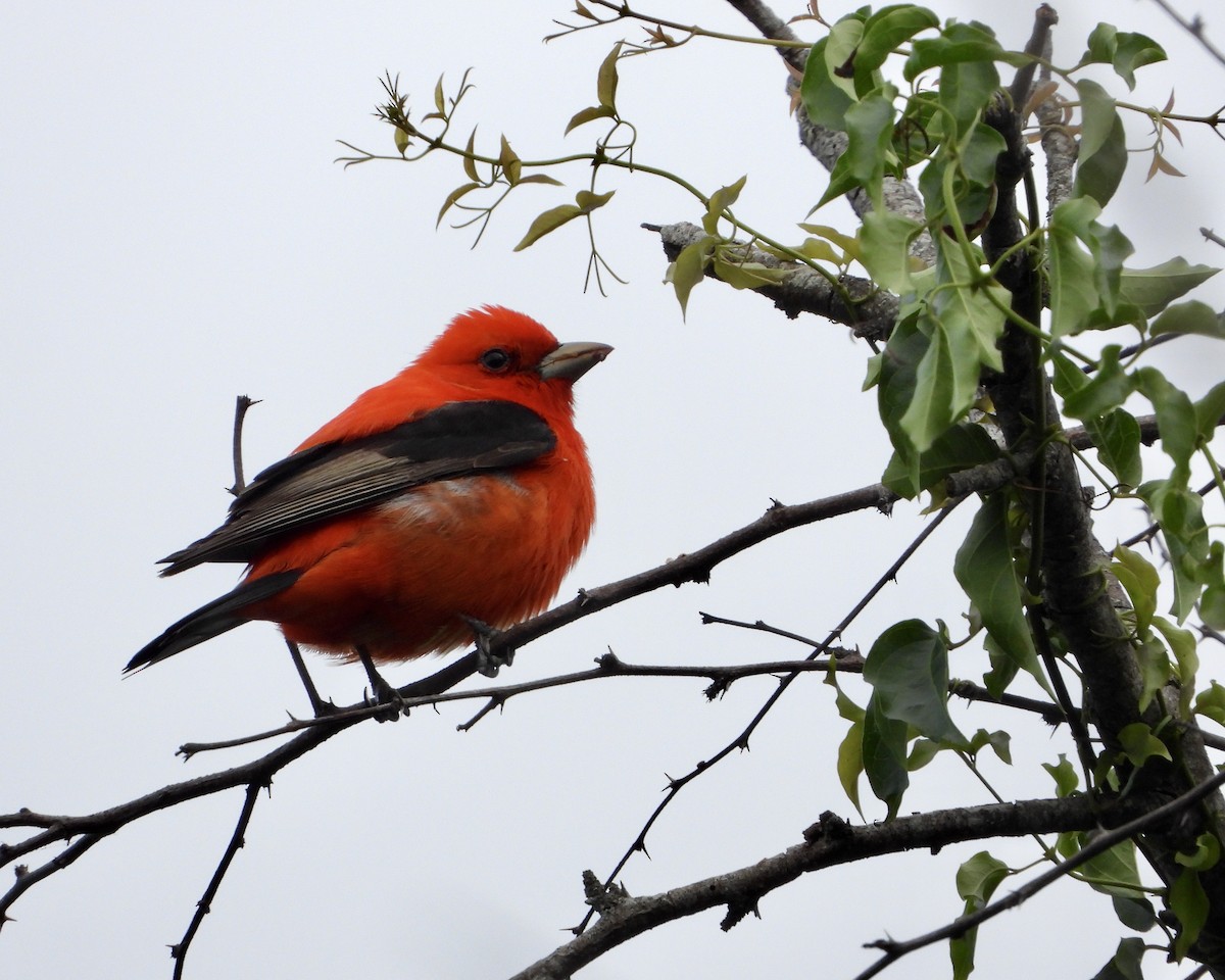 Scarlet Tanager - ML618673287