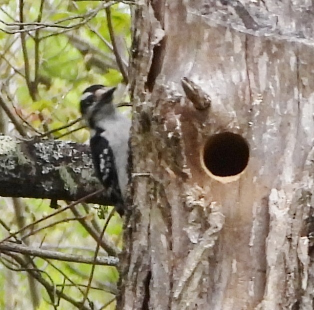 Downy Woodpecker - alan murray