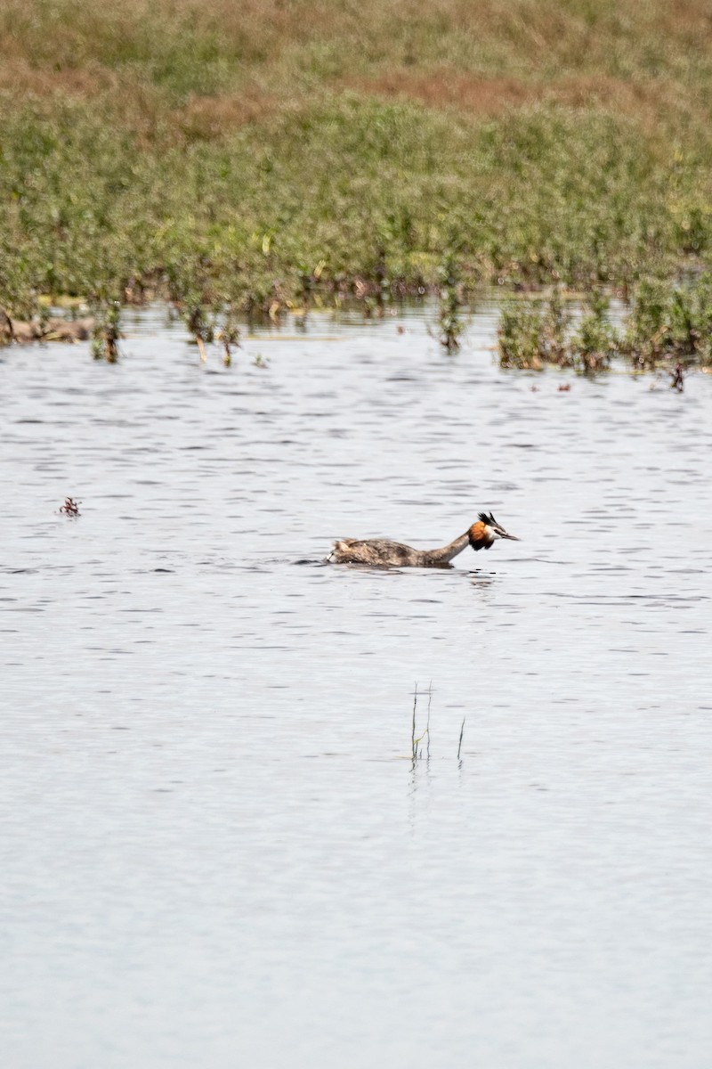 Great Crested Grebe - ML618673309