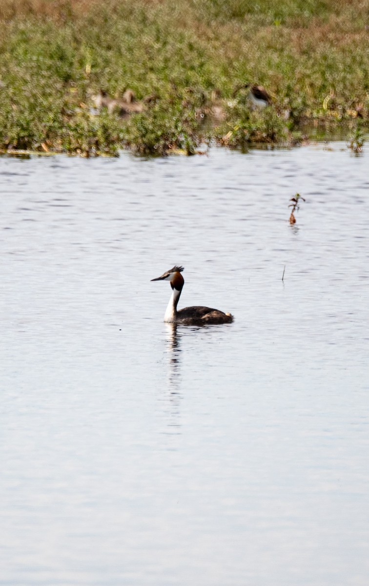 Great Crested Grebe - ML618673311