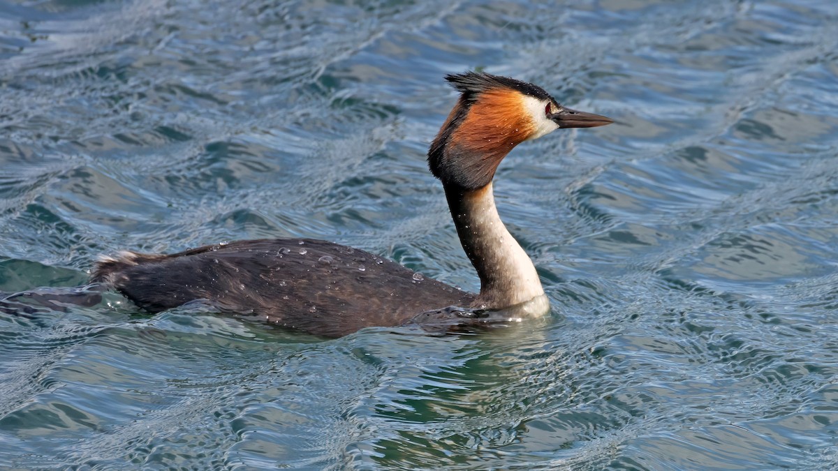 Great Crested Grebe - ML618673317
