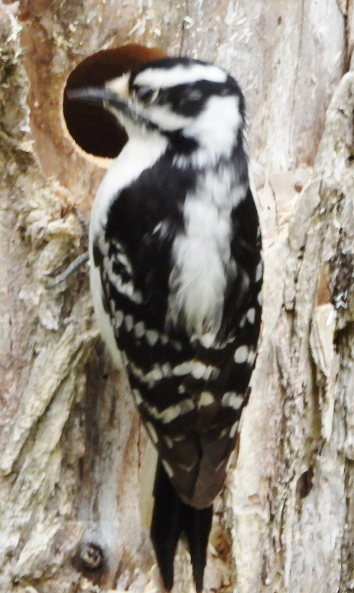 Downy Woodpecker - ML618673320