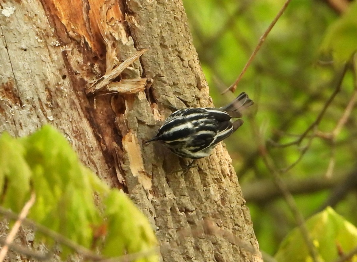 Black-and-white Warbler - ML618673351