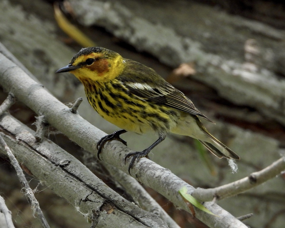 Cape May Warbler - ML618673358