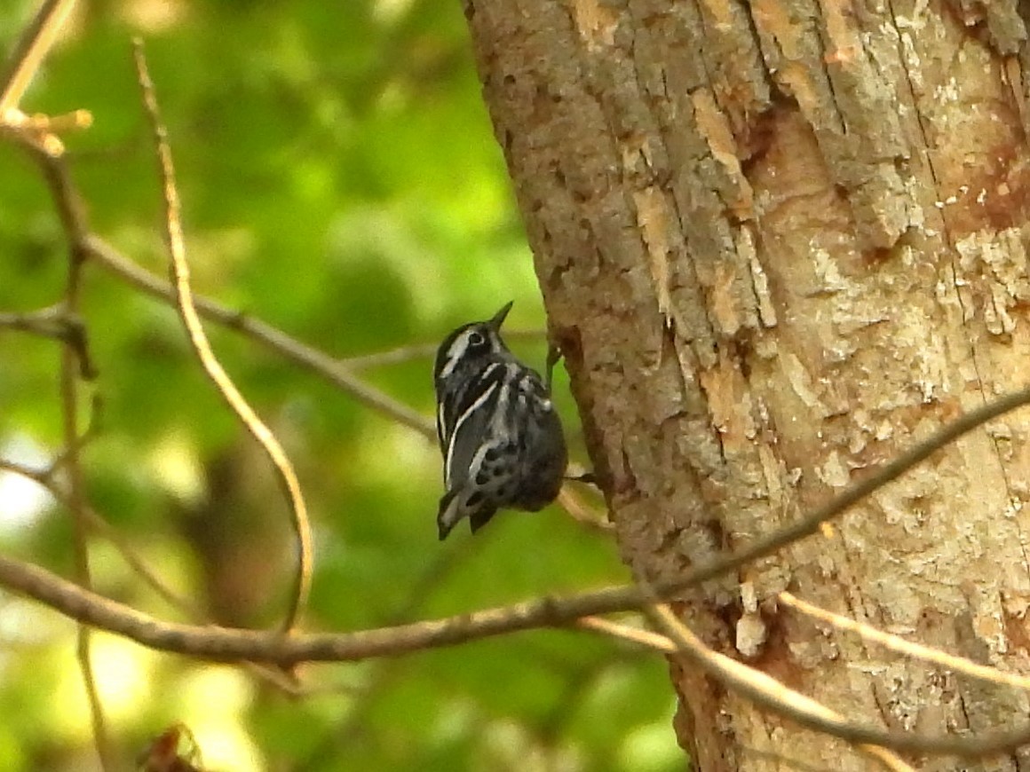 Black-and-white Warbler - ML618673366