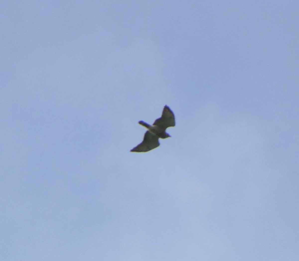 Broad-winged Hawk - ML618673391