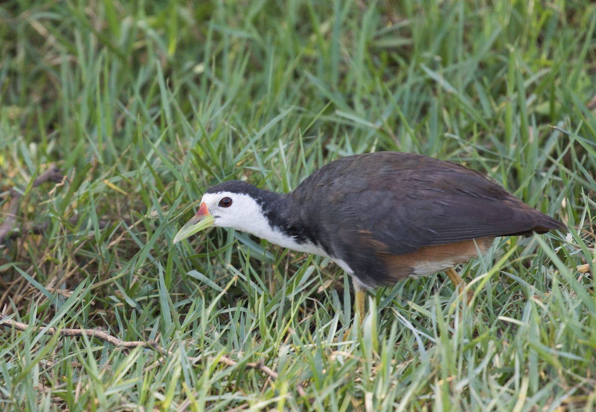 White-breasted Waterhen - Ashley Wahlberg (Tubbs)