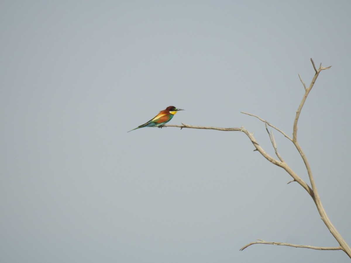 European Bee-eater - Irvin Calicut