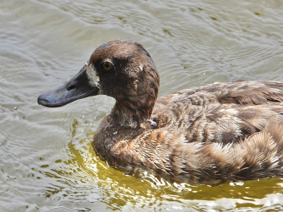 Greater Scaup - ML618673443