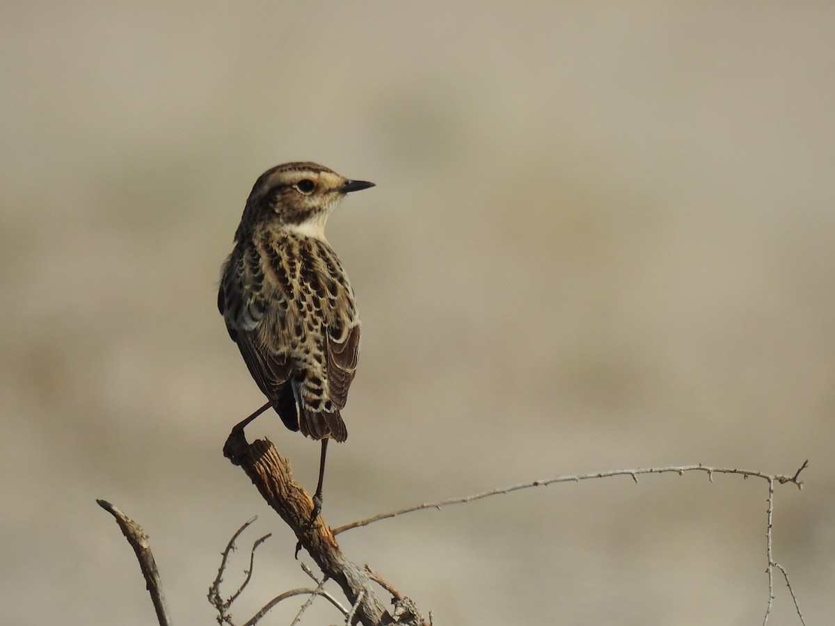 Whinchat - ML618673454