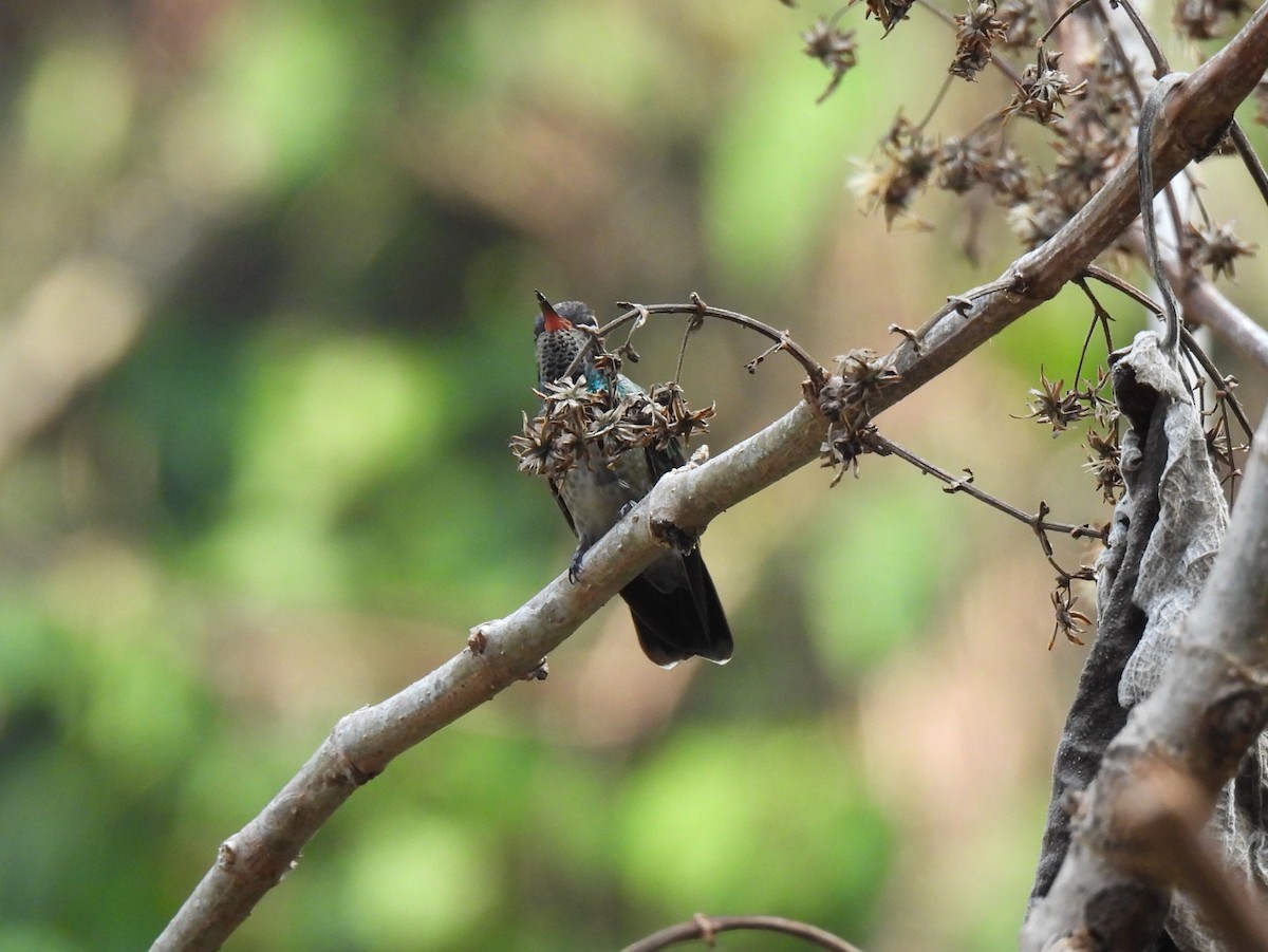 White-eared Hummingbird - ML618673455