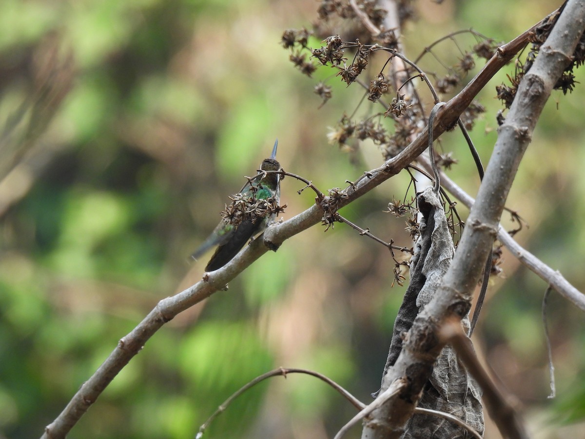 White-eared Hummingbird - ML618673456