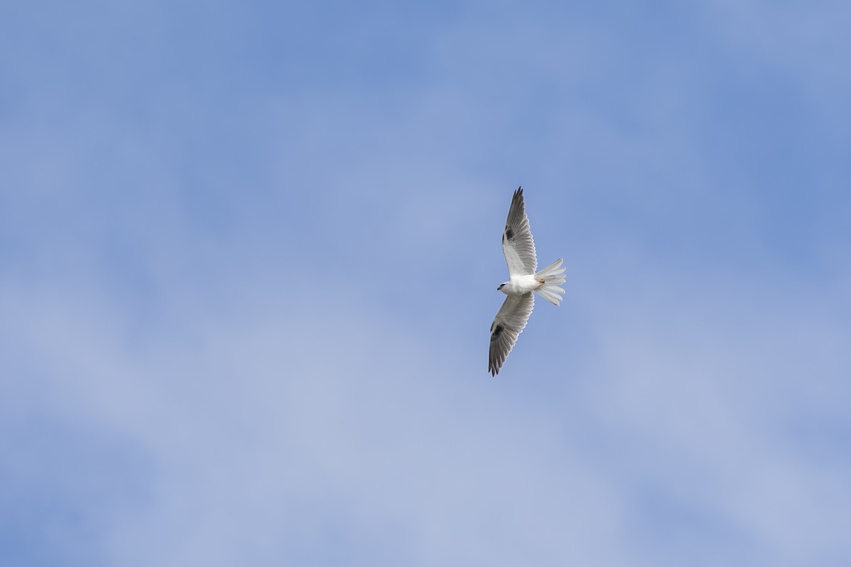 Black-shouldered Kite - ML618673464