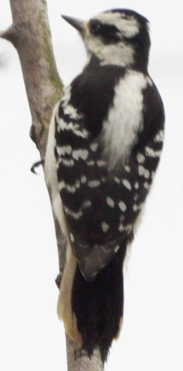 Hairy Woodpecker - ML618673491