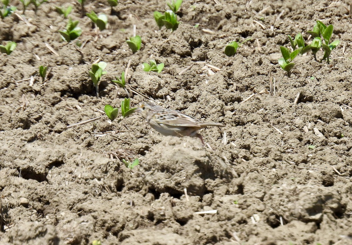 Grasshopper Sparrow - ML618673508