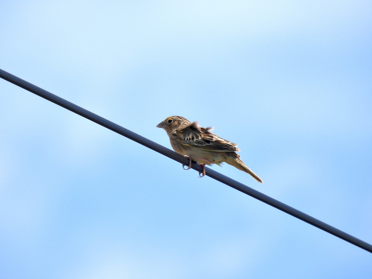 Grasshopper Sparrow - Corinna Honscheid