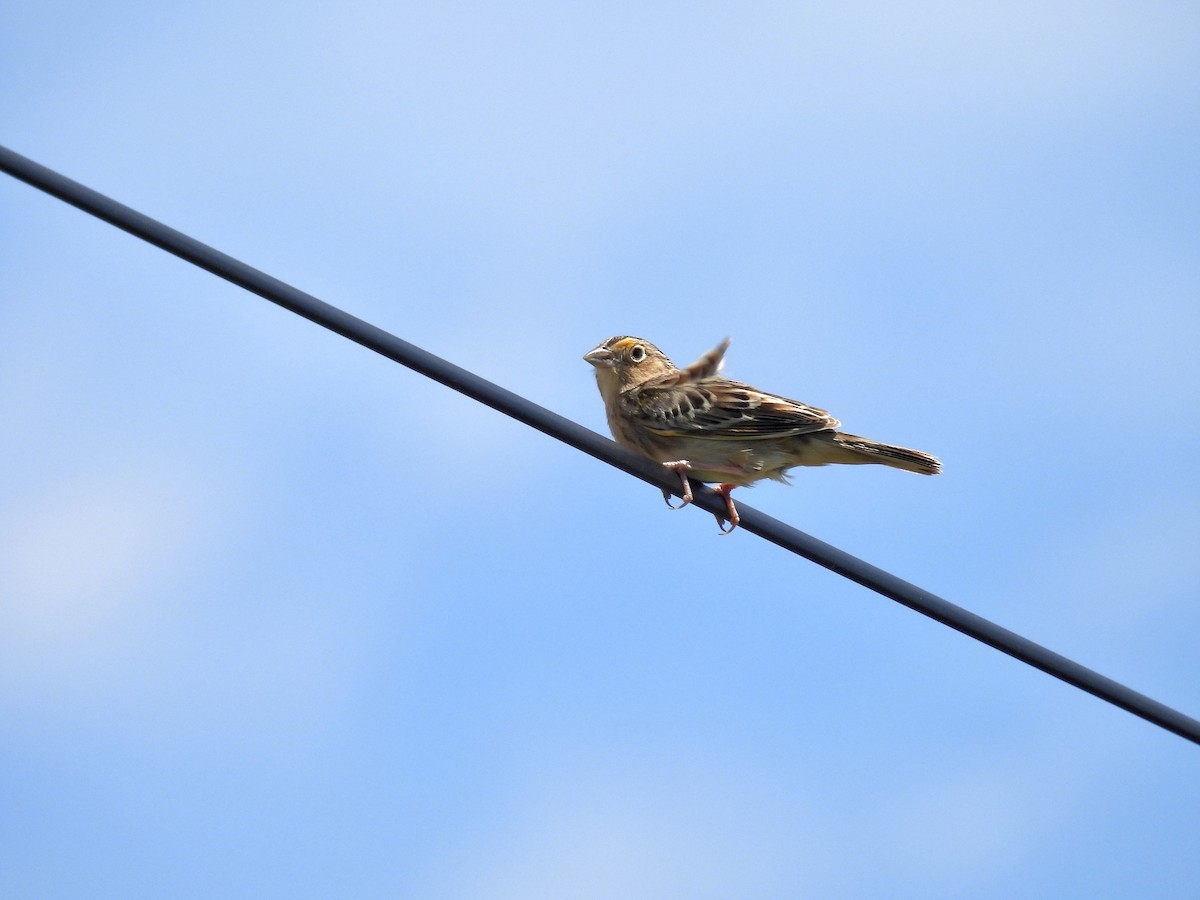 Grasshopper Sparrow - ML618673510
