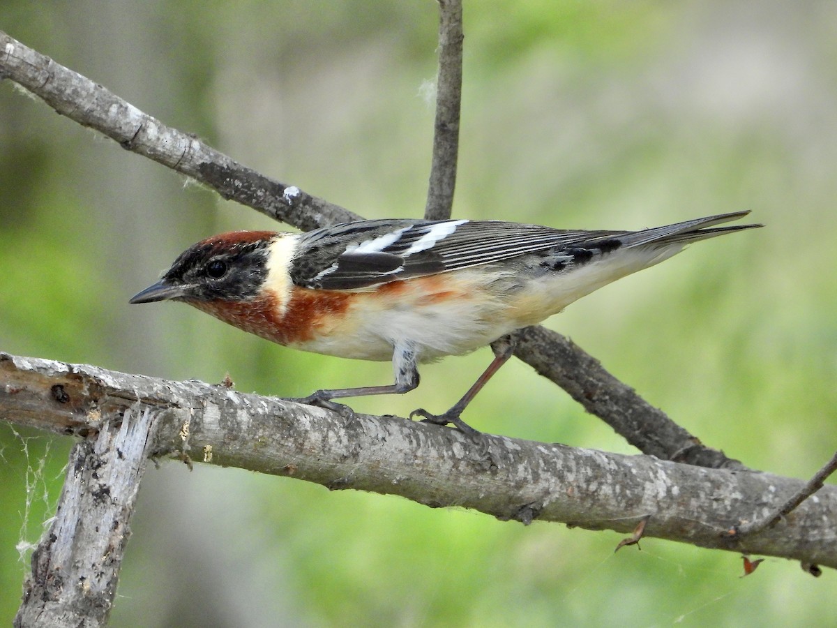 Bay-breasted Warbler - ML618673527