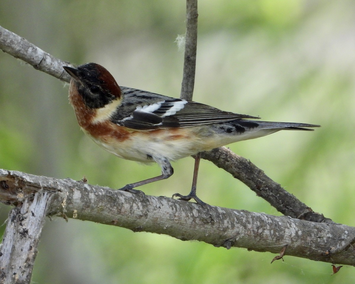 Bay-breasted Warbler - ML618673528