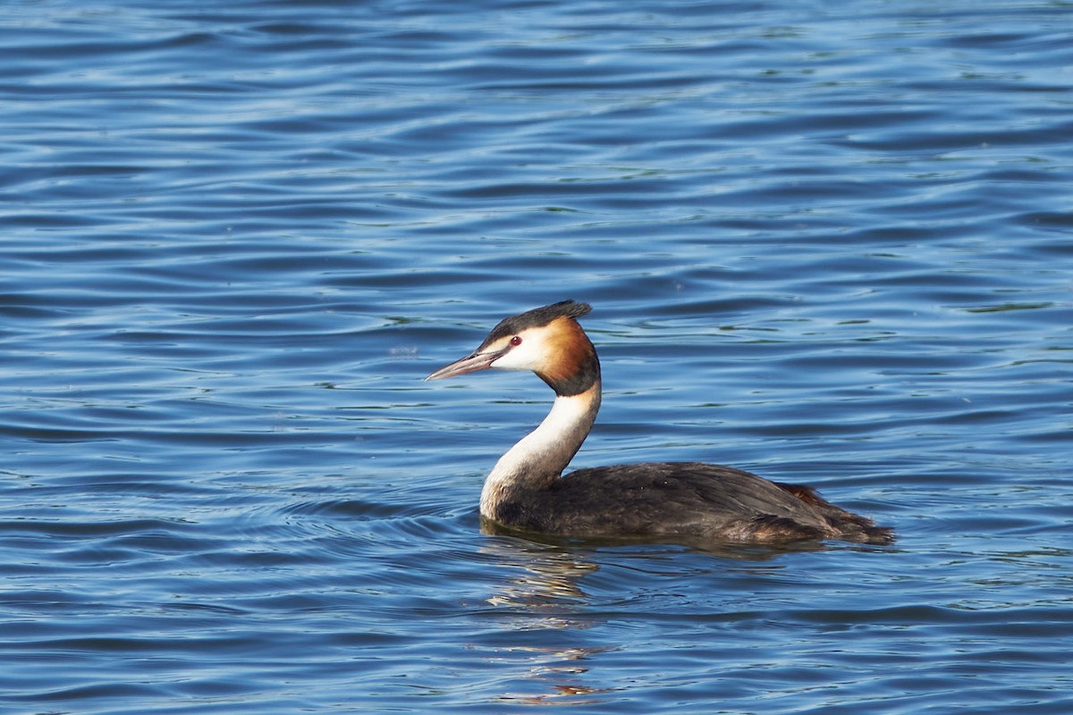 Great Crested Grebe - ML618673556