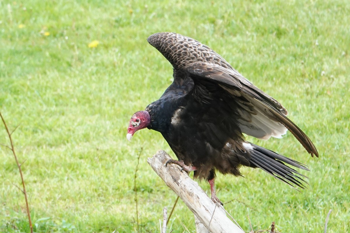 Turkey Vulture - ML618673567