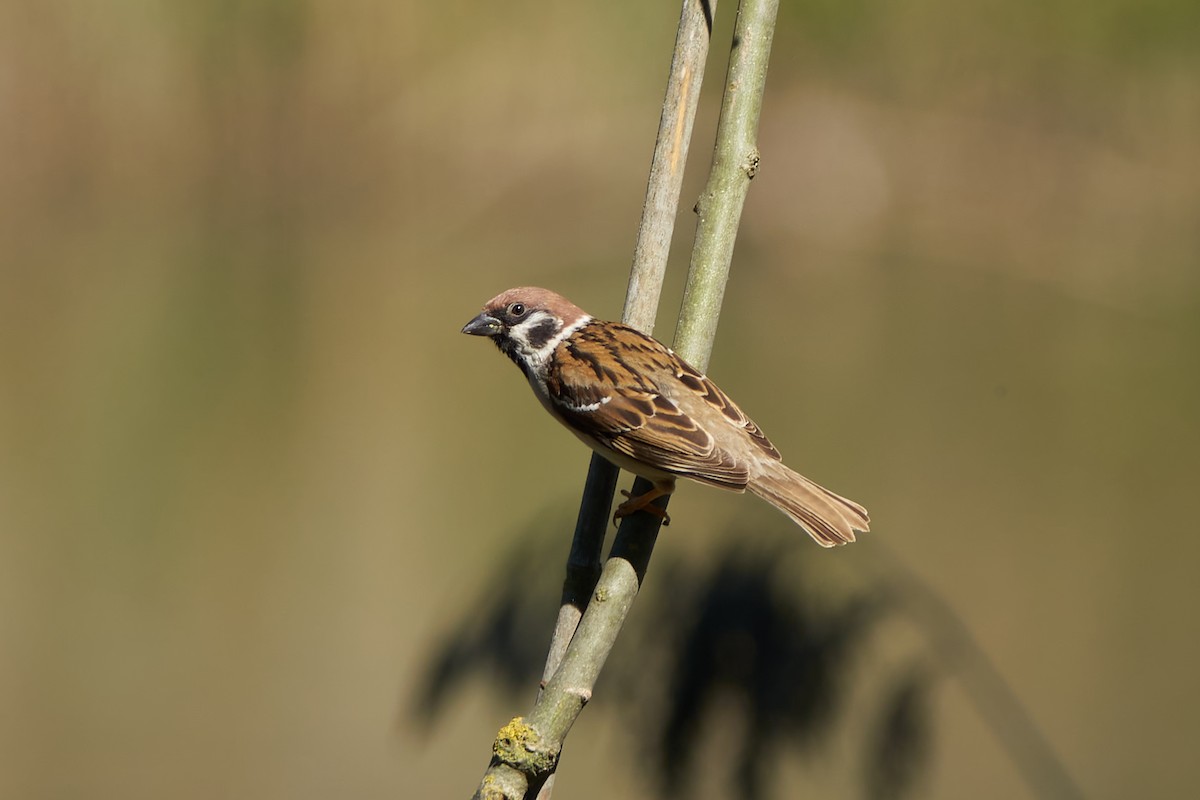 Eurasian Tree Sparrow - ML618673600