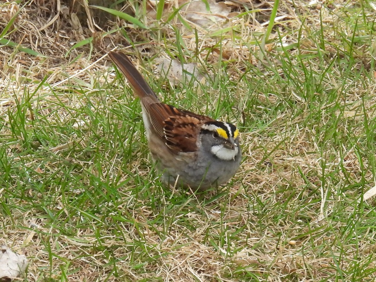White-throated Sparrow - ML618673617