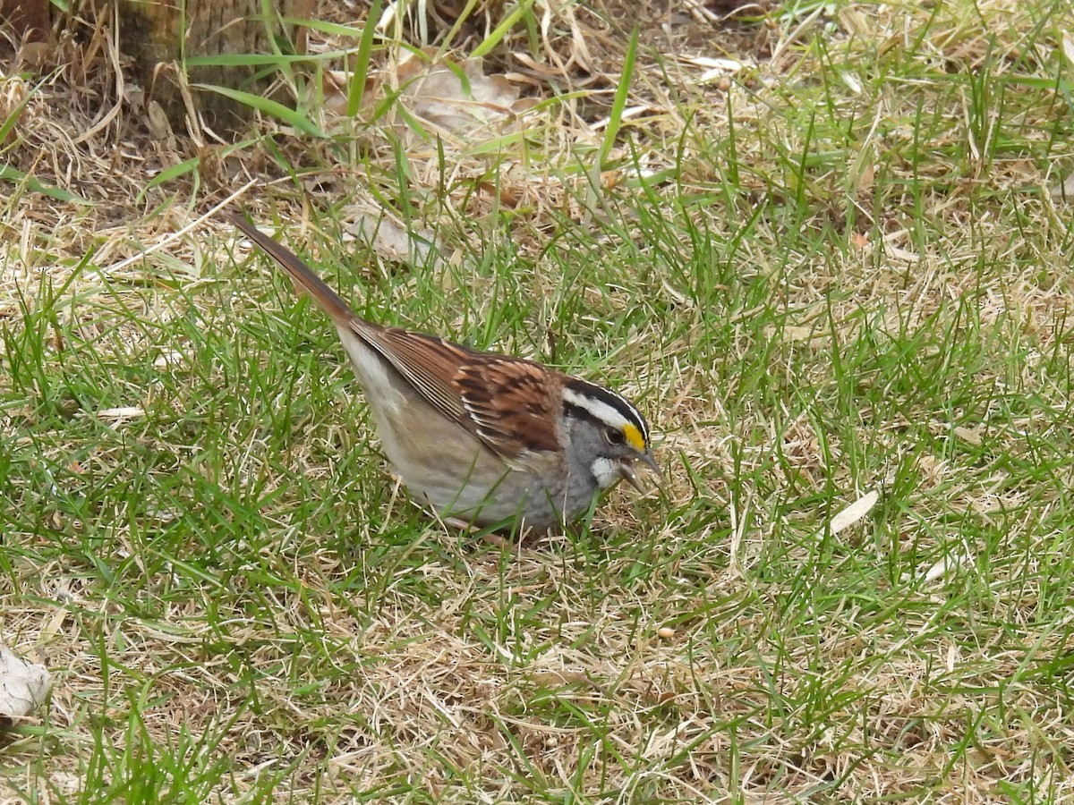 White-throated Sparrow - ML618673618