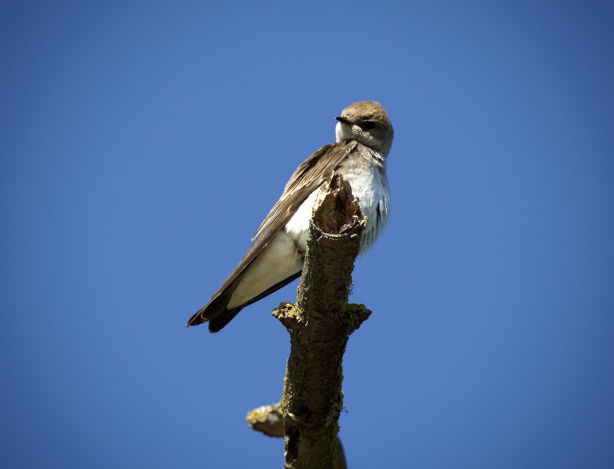 Northern Rough-winged Swallow - ML618673625