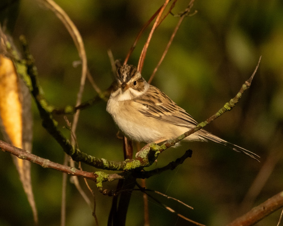 Clay-colored Sparrow - ML618673655
