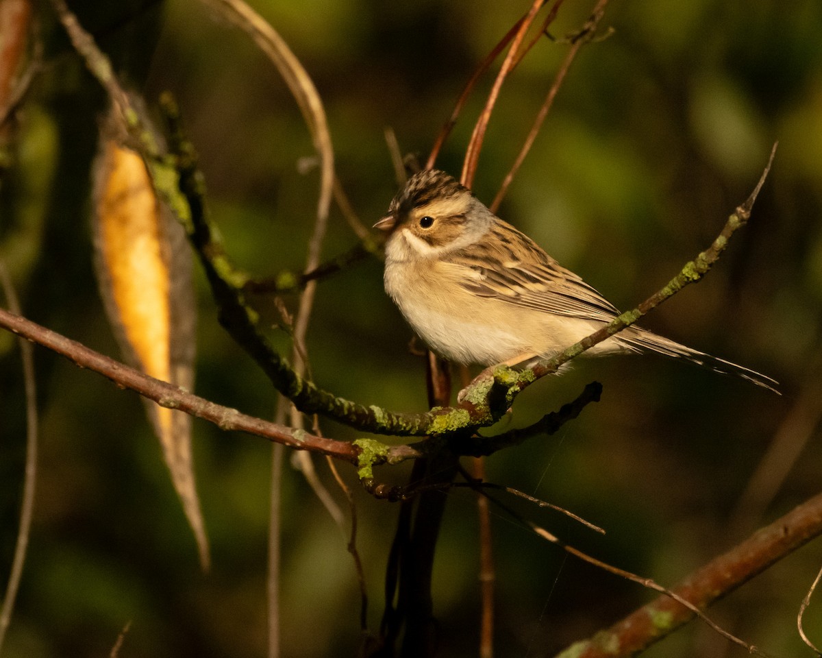 Clay-colored Sparrow - ML618673663