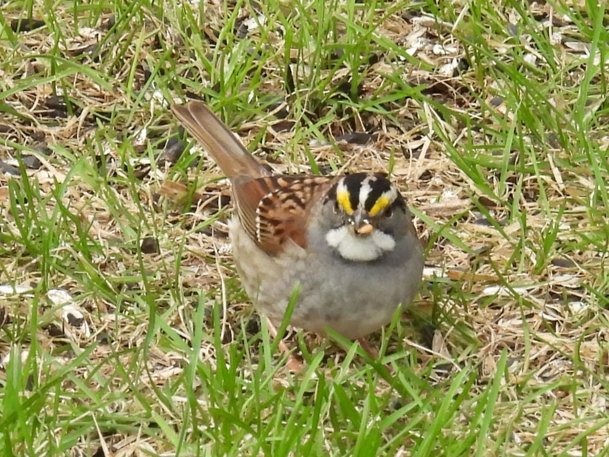White-throated Sparrow - ML618673671