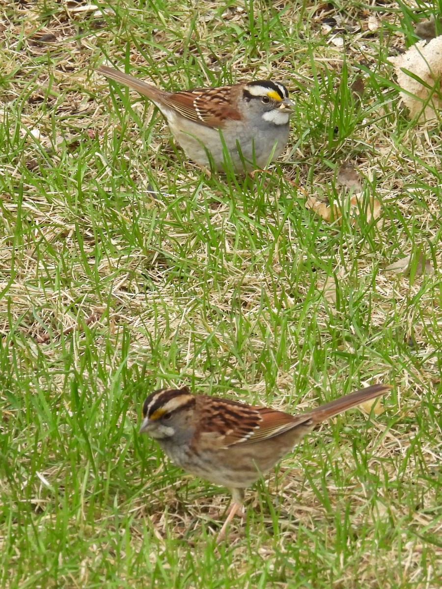 White-throated Sparrow - ML618673672