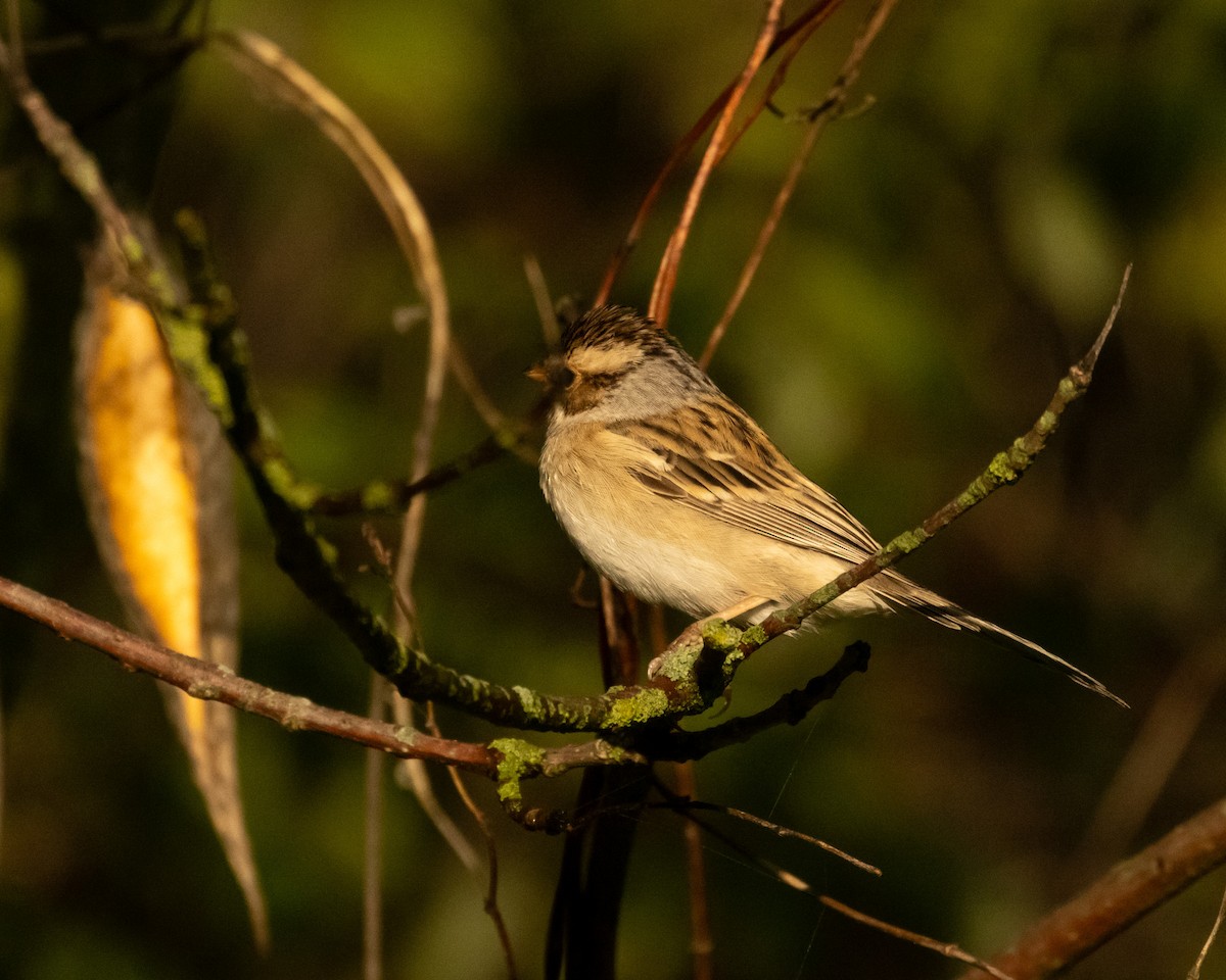Clay-colored Sparrow - ML618673691