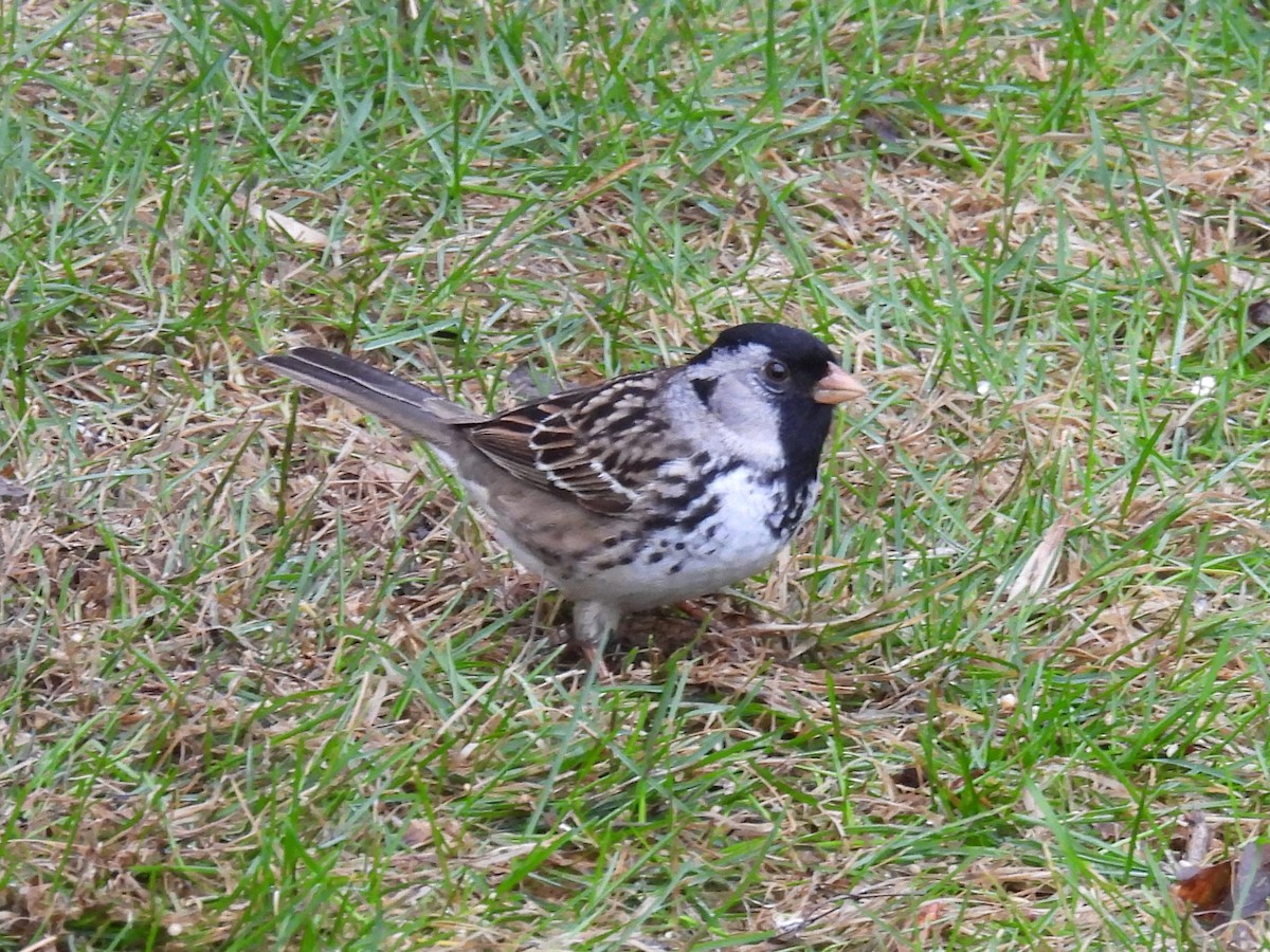 Harris's Sparrow - ML618673701