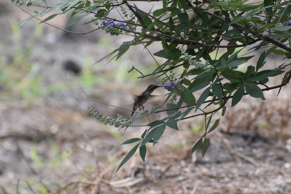 Ruby-throated/Black-chinned Hummingbird - ML618673719