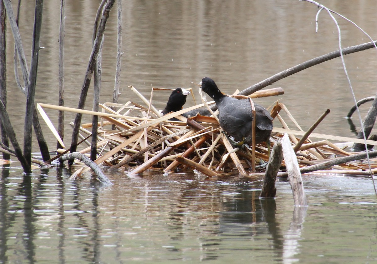 American Coot (Red-shielded) - ML618673749