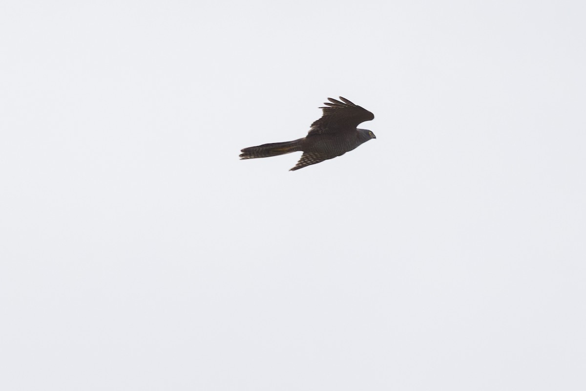 Collared Sparrowhawk - ML618673782