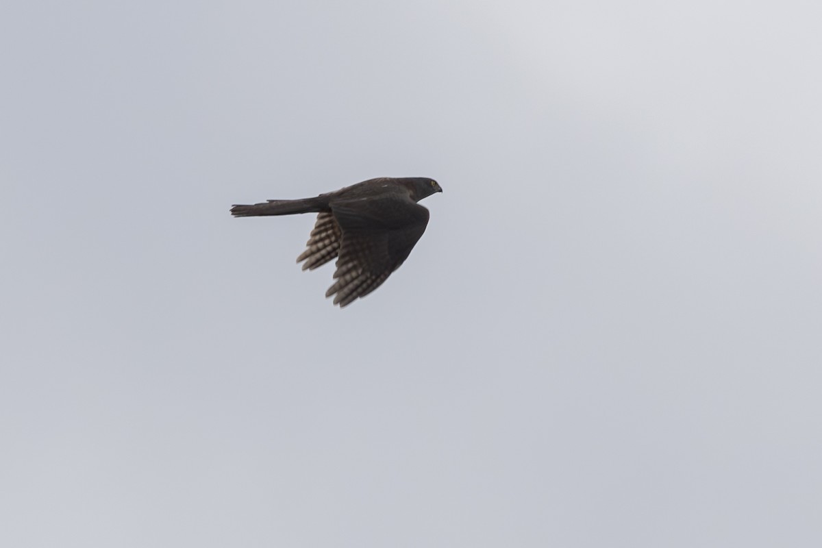 Collared Sparrowhawk - ML618673783