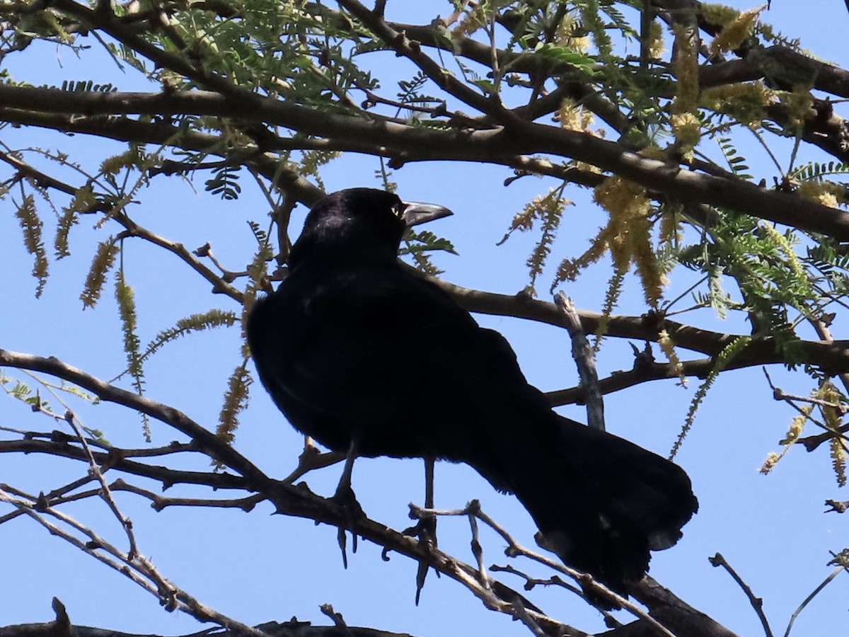 Great-tailed Grackle - ML618673794