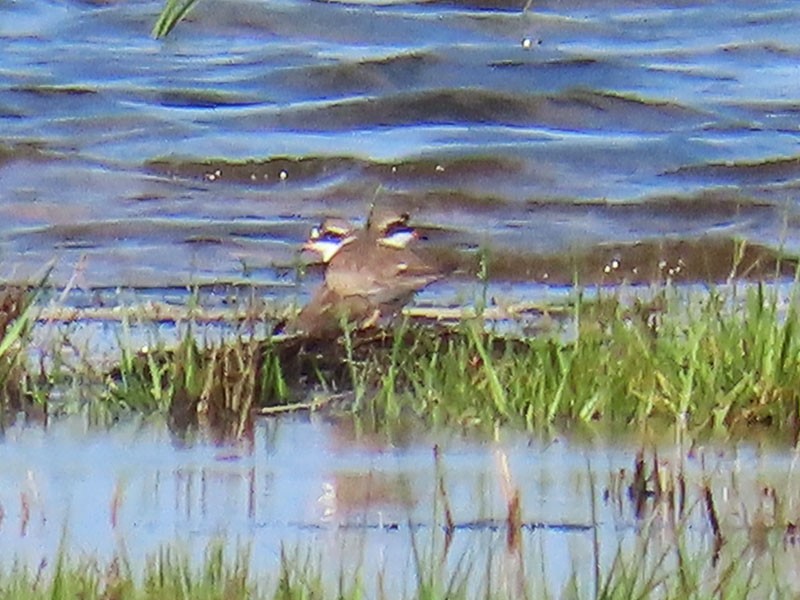 Semipalmated Plover - ML618673872