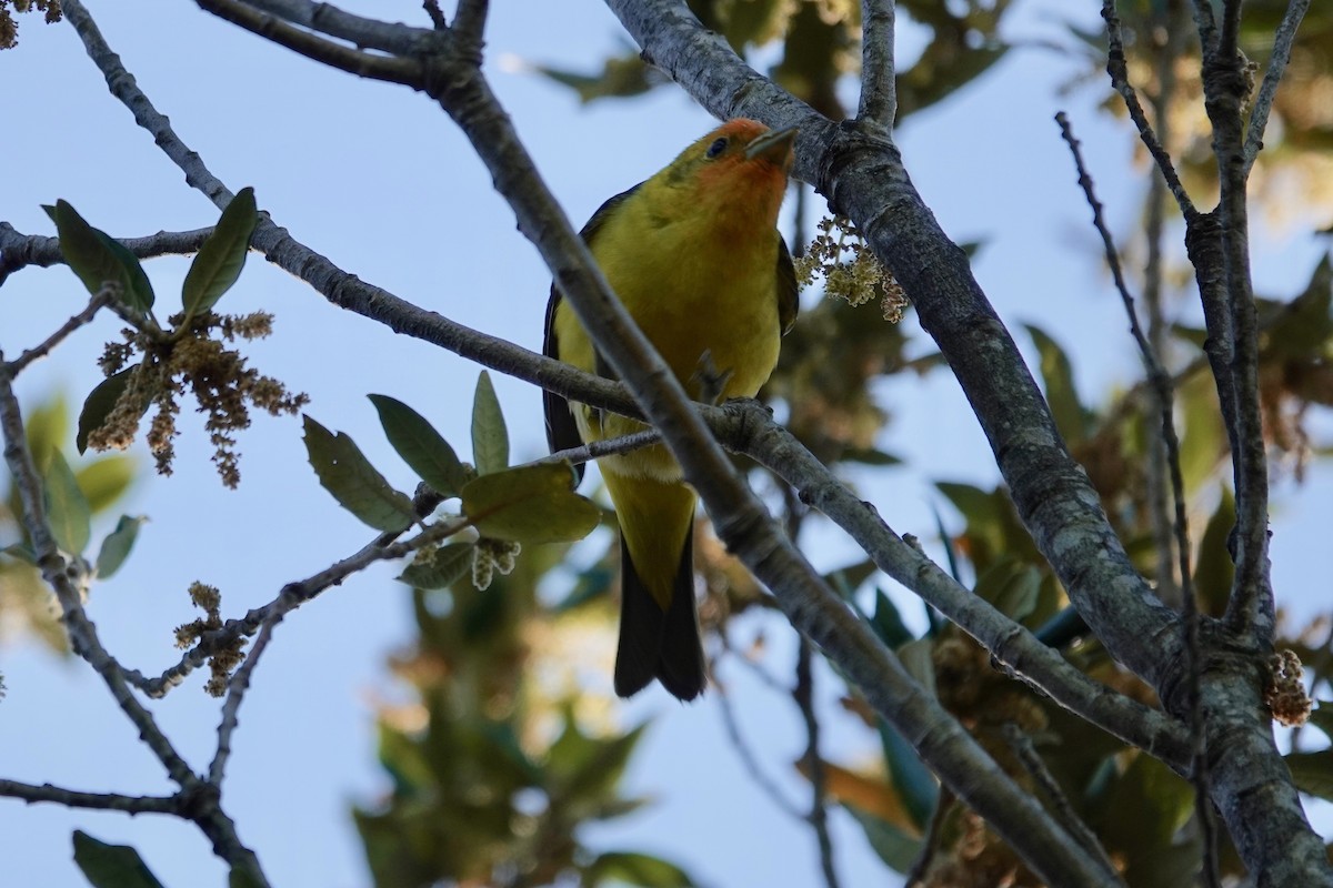 Western Tanager - ML618673968