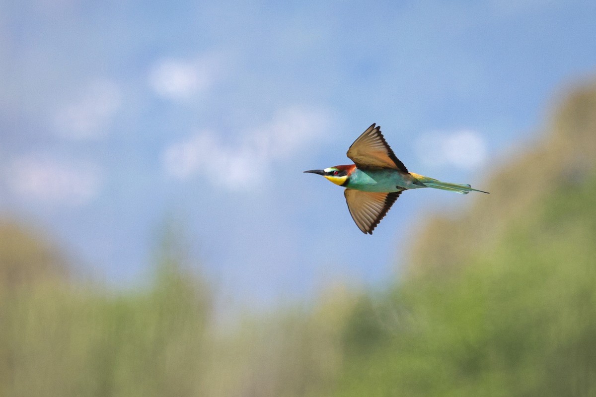 European Bee-eater - ML618673994