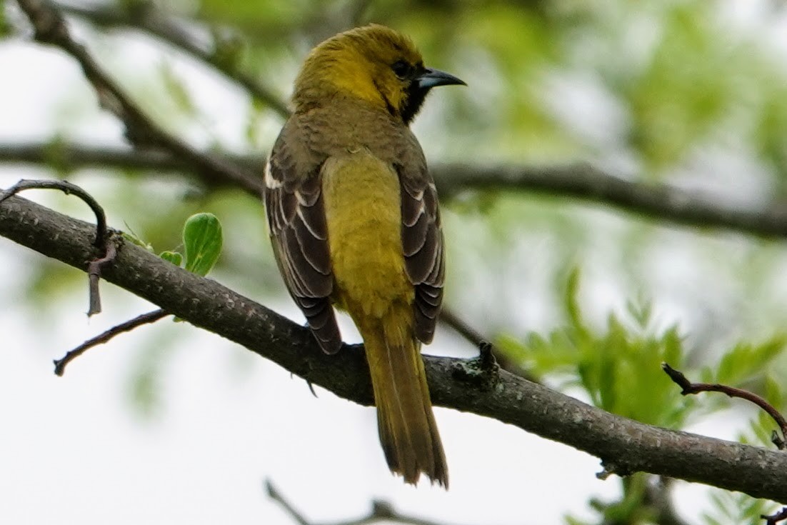 Orchard Oriole - ML618674004