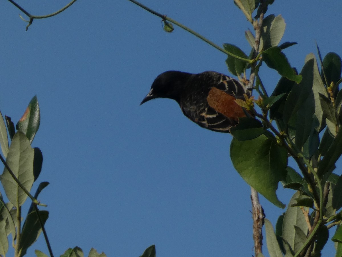 Orchard Oriole - ML618674007