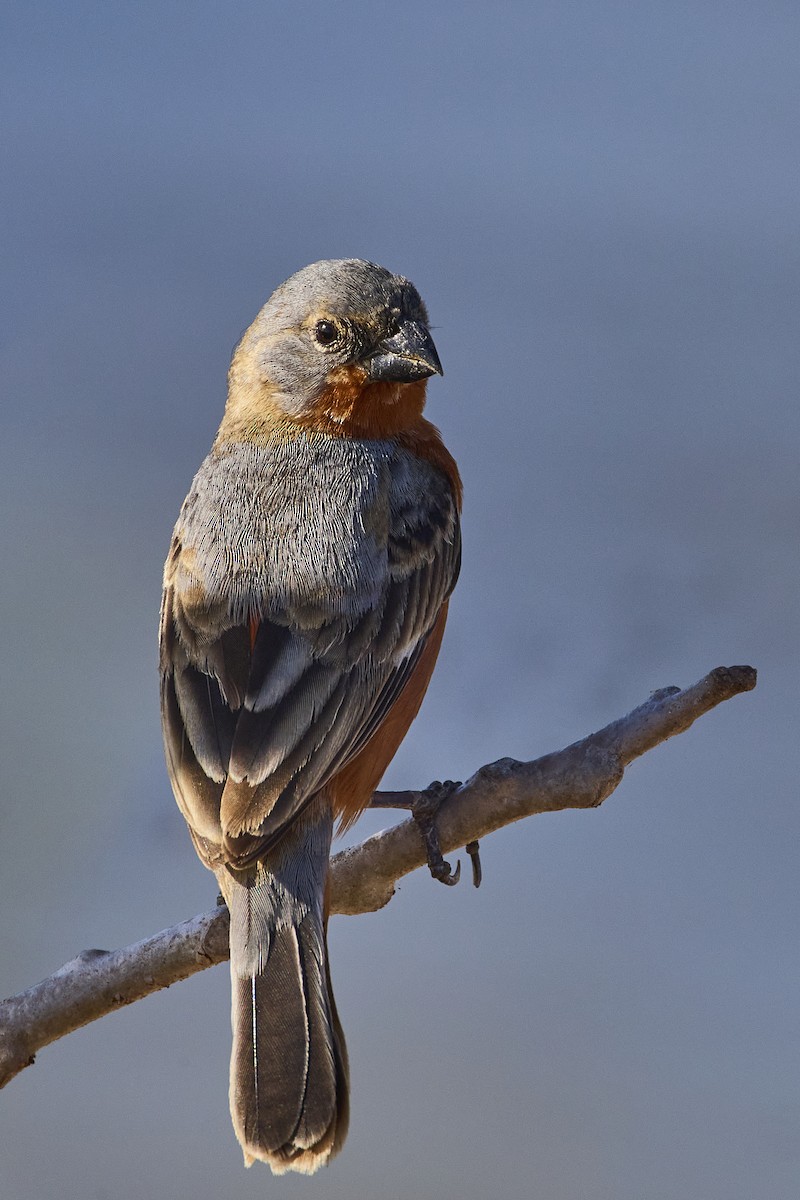 Ruddy-breasted Seedeater - ML618674056