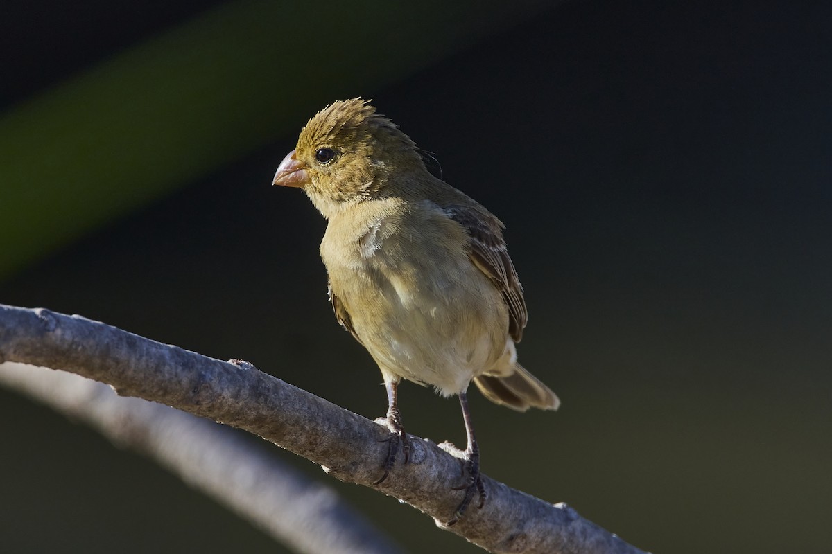 Ruddy-breasted Seedeater - ML618674061