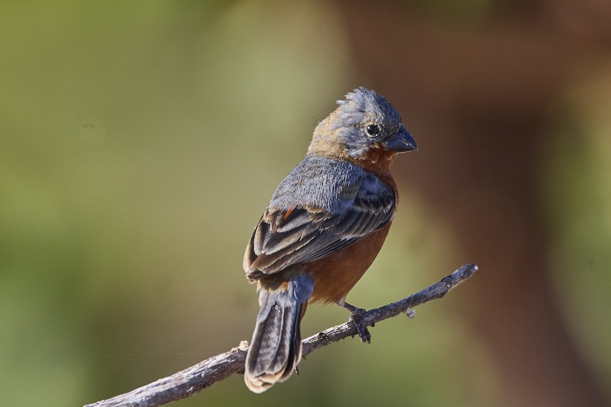 Ruddy-breasted Seedeater - ML618674062