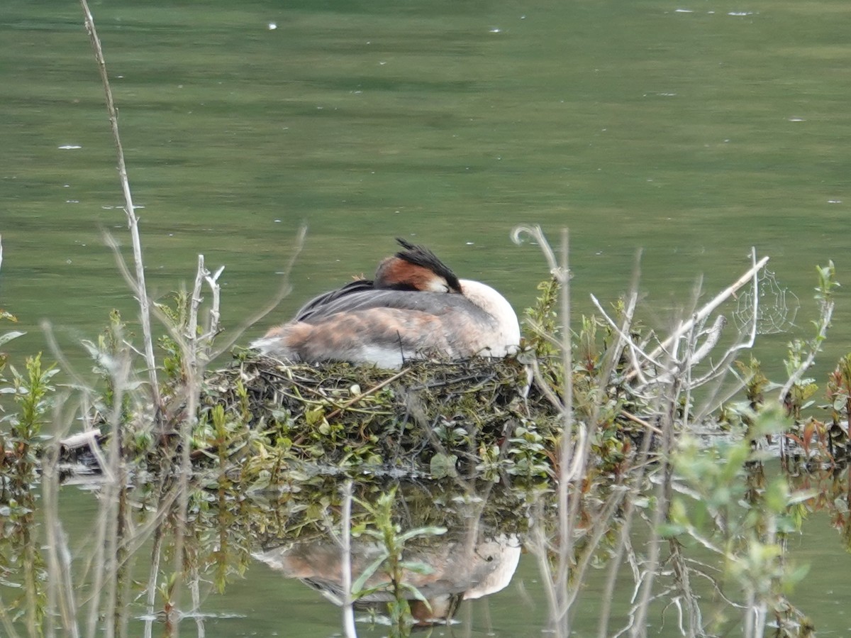 Great Crested Grebe - ML618674081