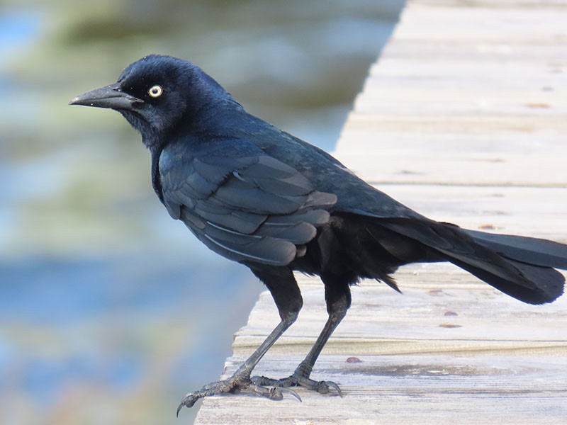 Boat-tailed Grackle - ML618674099